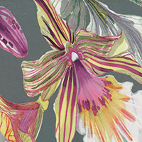 Ardesia