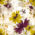 Saffron_en